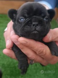 Cucciolo bulldog francese