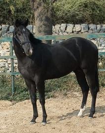 Quarter total Black