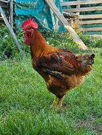 Gallo Giovane Ruspante allevato all'aperto