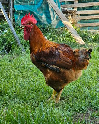 Gallo Giovane Ruspante allevato all'aperto