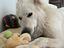 Immagine 6