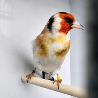 Coppia Cardellini mayor 2025