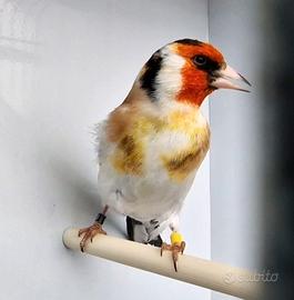 Coppia Cardellini mayor 2025