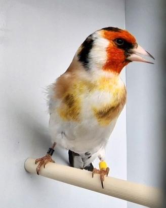 Coppia Cardellini mayor 2025