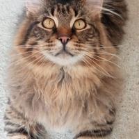 Gatto Maine coon in cerca di fidanzatina