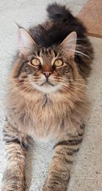 Gatto Maine coon in cerca di fidanzatina