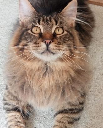 Gatto Maine coon in cerca di fidanzatina