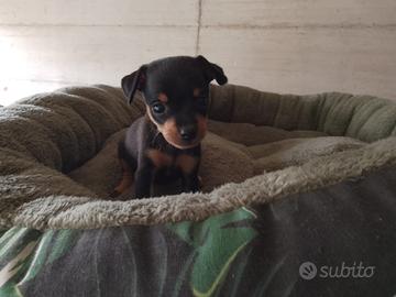 Cuccioli PINSCHER TOY