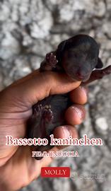 Cuccioli di Bassotto kaninchen