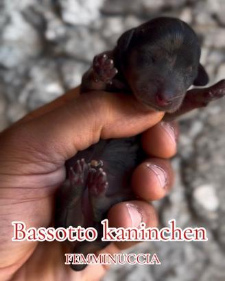 Cuccioli di Bassotto kaninchen