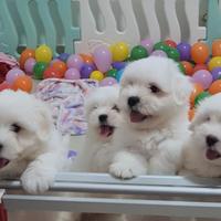 Cuccioli di Coton de Tulear