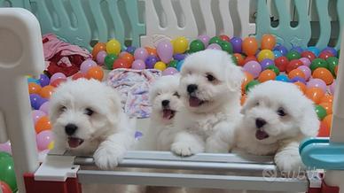 Cuccioli di Coton de Tulear