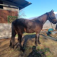 Cavallo da passeggiata/trekking