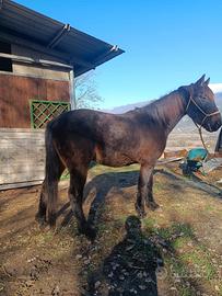 Cavallo da passeggiata/trekking