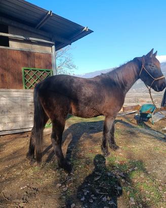 Cavallo da passeggiata/trekking