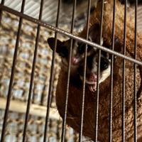 Coppia di petauri dello zucchero + voliera