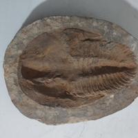 TRILOBITE Fossile