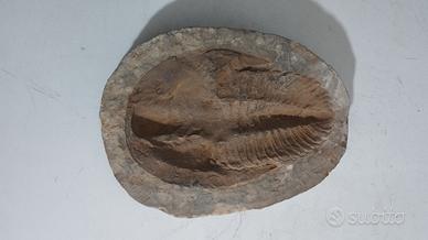 TRILOBITE Fossile