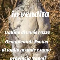 Galline ornamentali di varie razze e faraoni