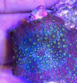 discosoma lava lamp corallo molle