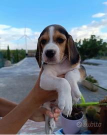 Beagle tricolore
