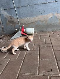 Gattini