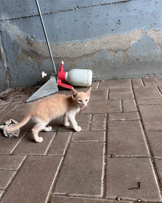 Gattini