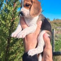 Cucciole di Beagle Elisabeth nani