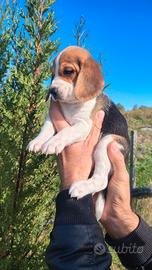 Cucciole di Beagle Elisabeth nani