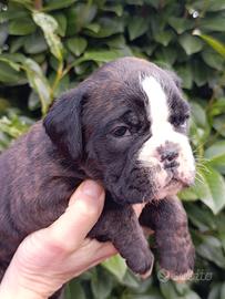 Cuccioli boxer