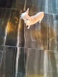 Xae chihuahua mini Toy