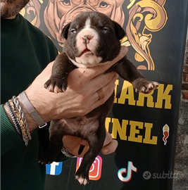 American bully