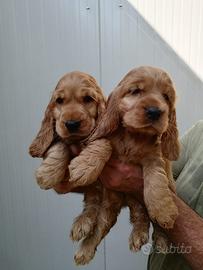 Splendidi cuccioli di cocker spaniel inglese