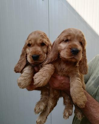 Splendidi cuccioli di cocker spaniel inglese