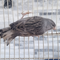 Coppie canarini timbrado spagnolo