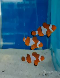 Pesci acquario , coralli , ecc