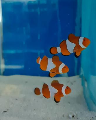Pesci acquario , coralli , ecc