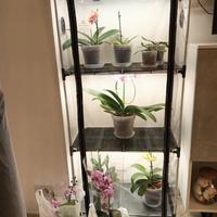 Serra orchidee