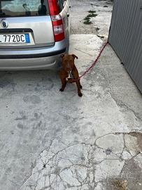 Cuccioli disponibili pitbul red nose