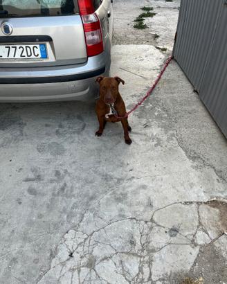 Cuccioli disponibili pitbul red nose