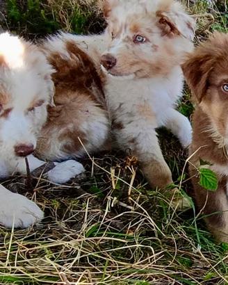 Cuccioli Pastore Australiano Australian Shepherd