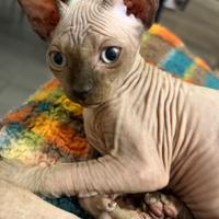 Sphynx