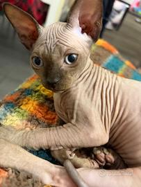 Sphynx