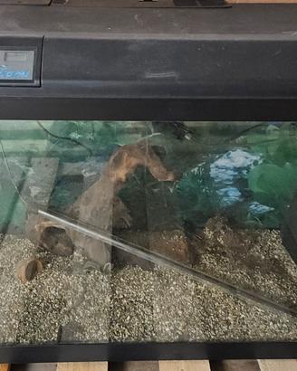 acquario Askol Tenerife88