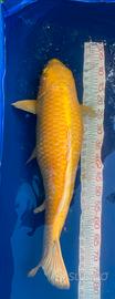 Koi 65 / 75 cm