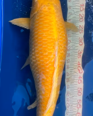 Koi 65 / 75 cm