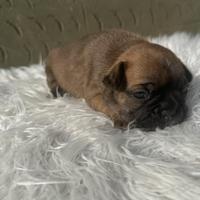 Bulldog francesi blu