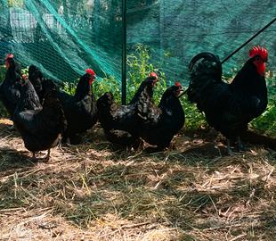 Pulcini Australorp