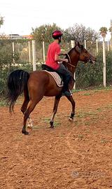 Arabo