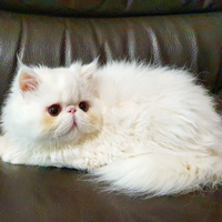 Gatta femmina persiana ipertipica